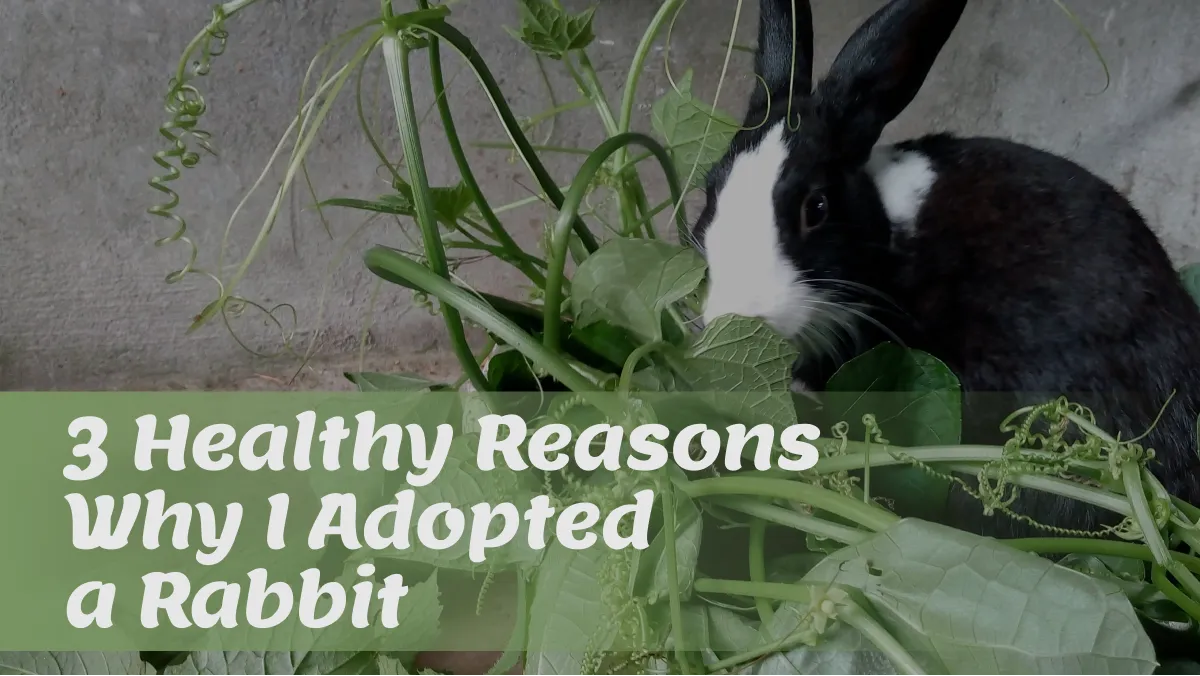 my pet rabbit - thumbnail.png