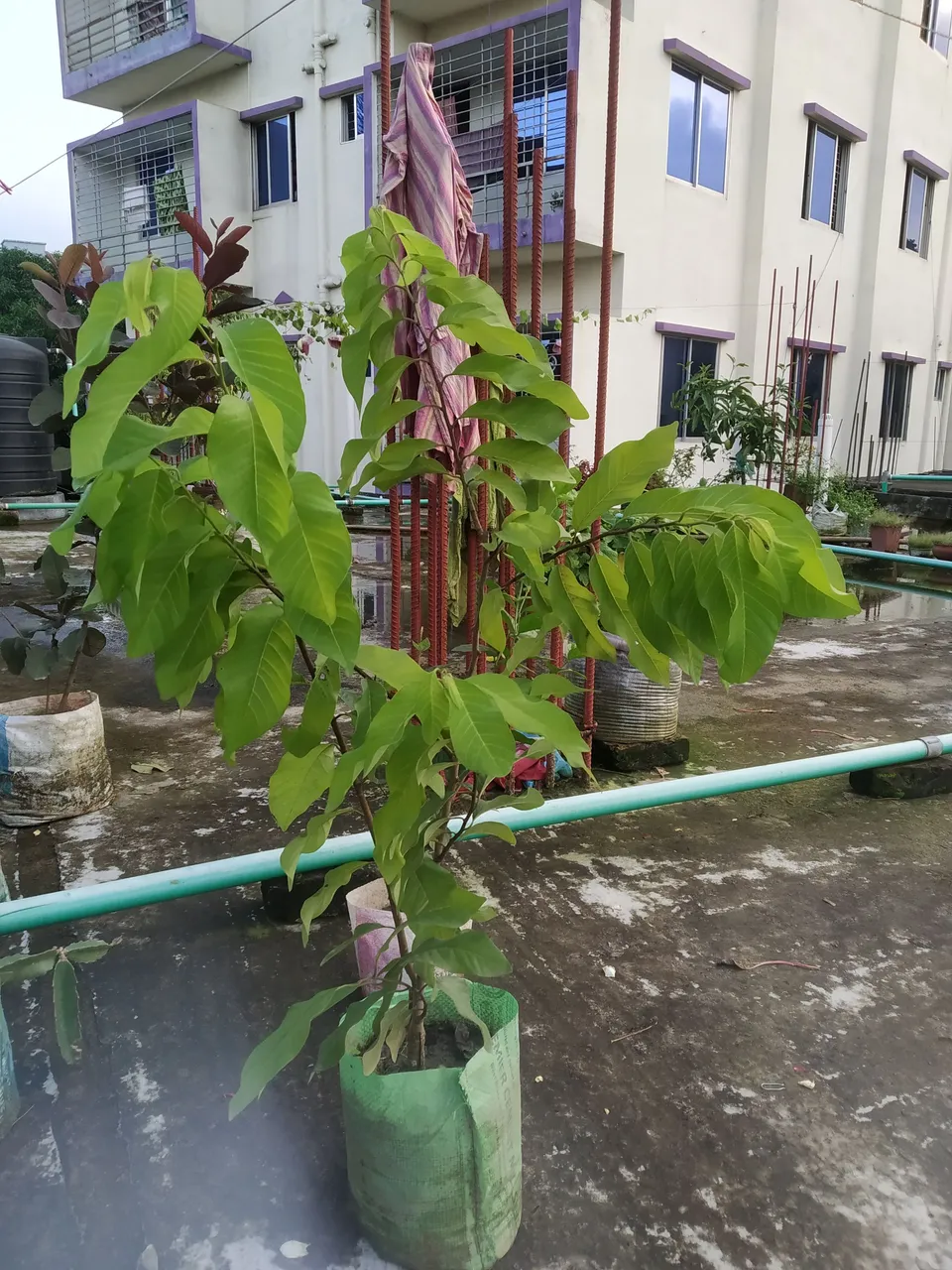 IMG_20210704_180610.jpg