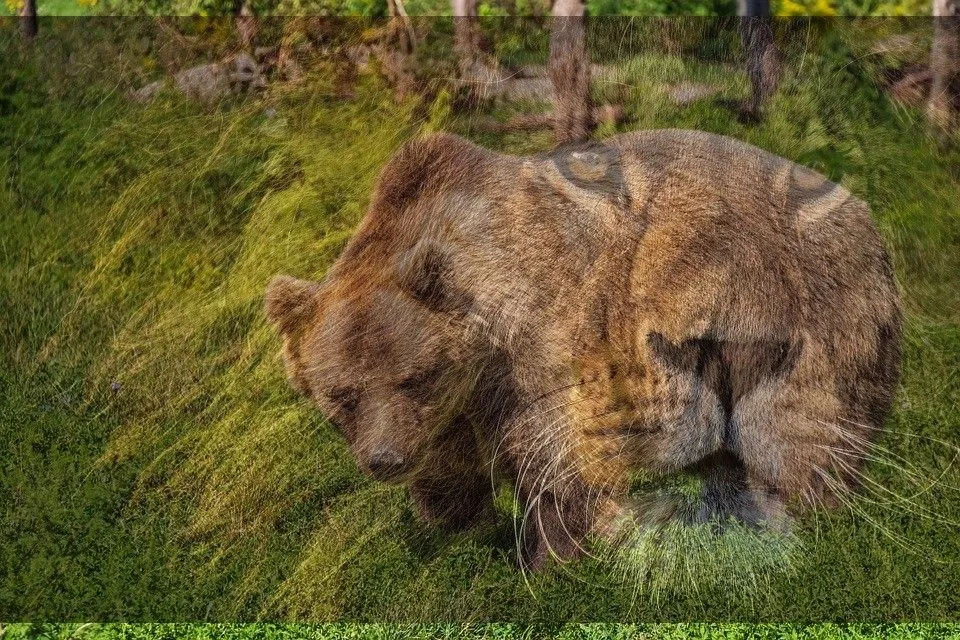 vpn and lion.jpg