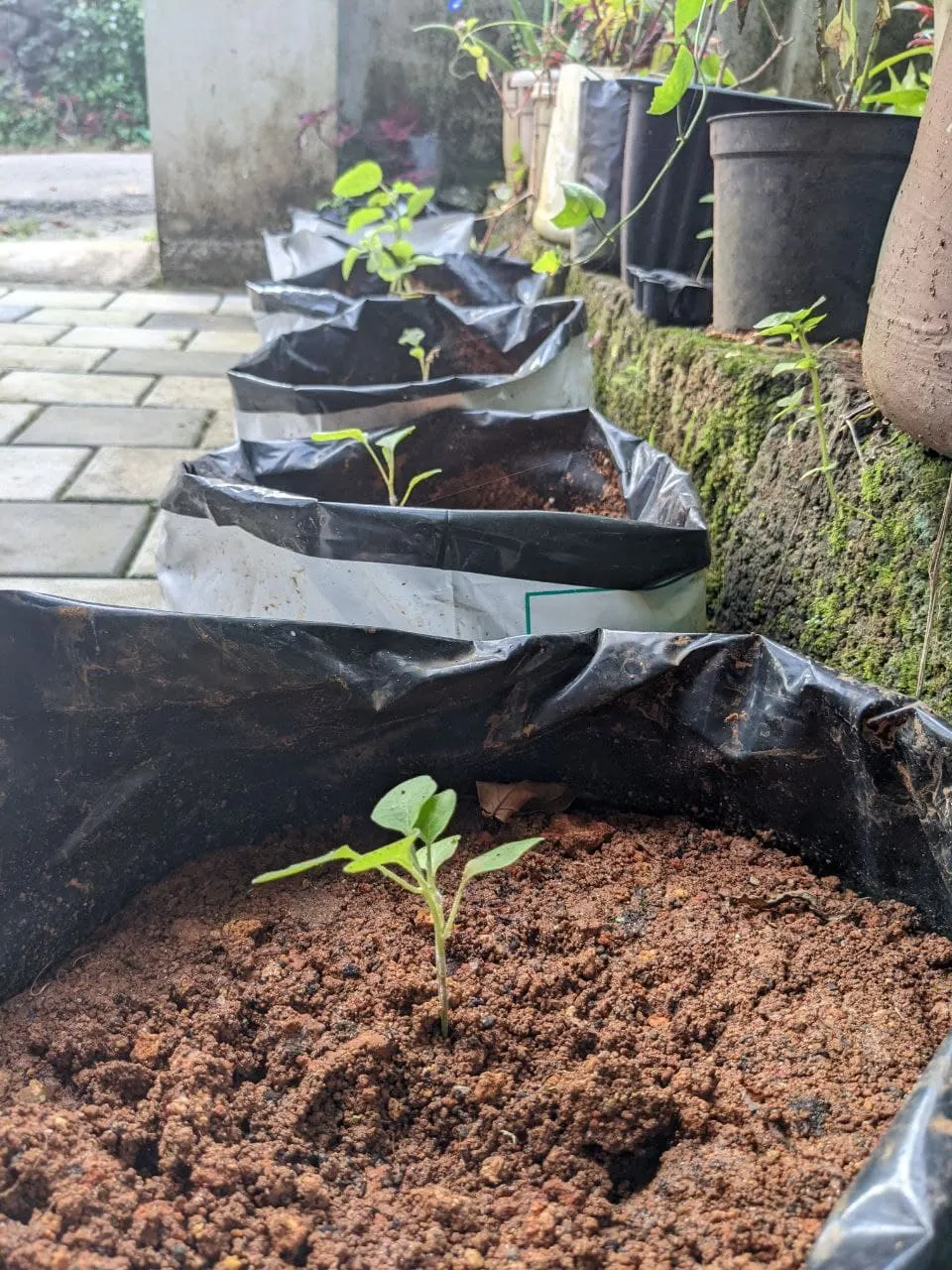 we are trying to grow some vegatbles now.