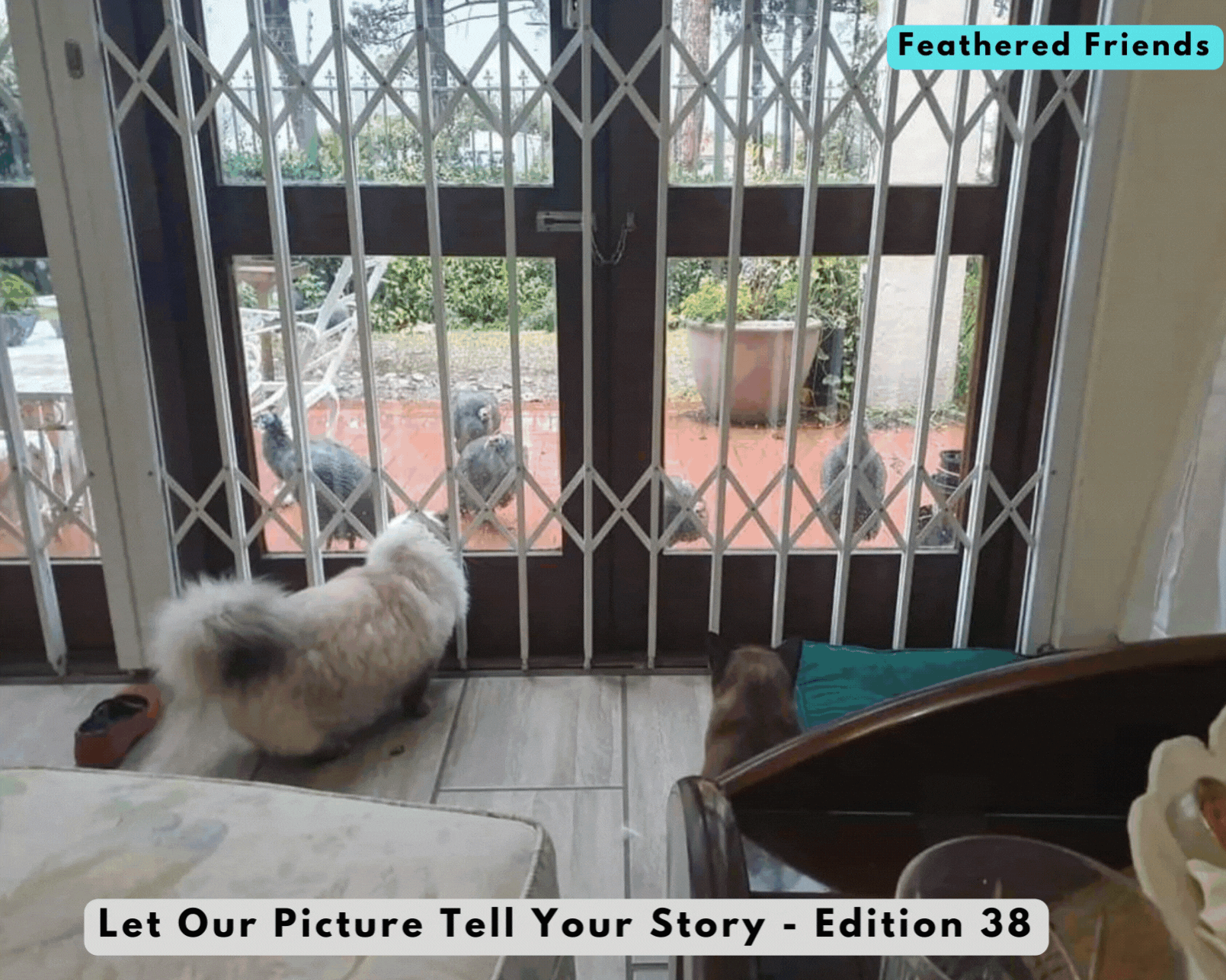 Let Our Picture Tell Your Story - Edition 38.gif