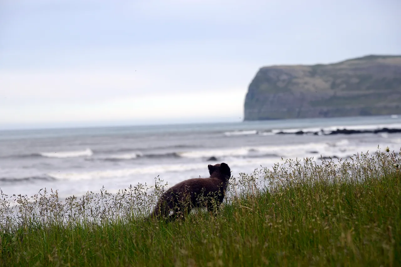 2015_08_15_31179_hornstrandir_hloduvik_volpeartica.jpg