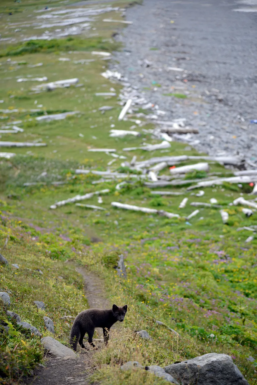 2015_08_15_31164_hornstrandir_hloduvik_volpeartica.jpg