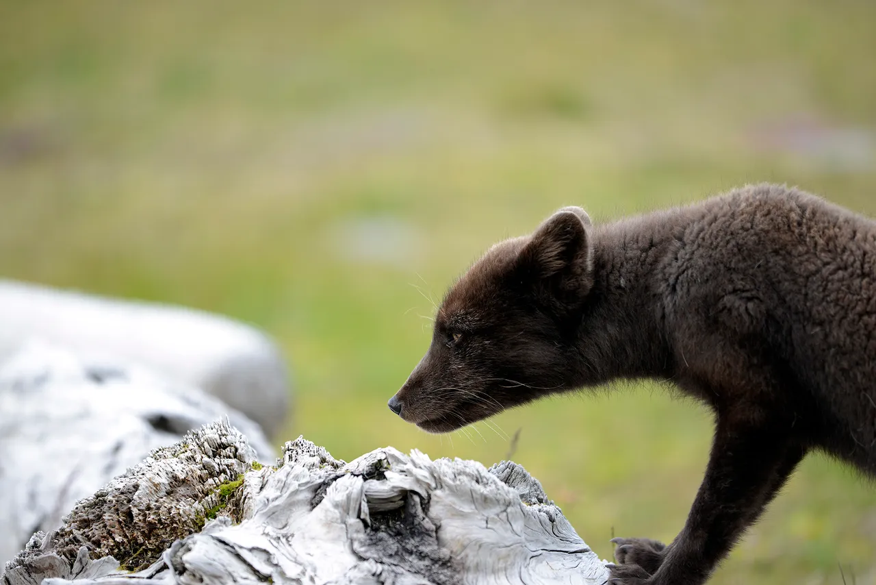 2015_08_15_31185_hornstrandir_hloduvik_volpeartica.jpg