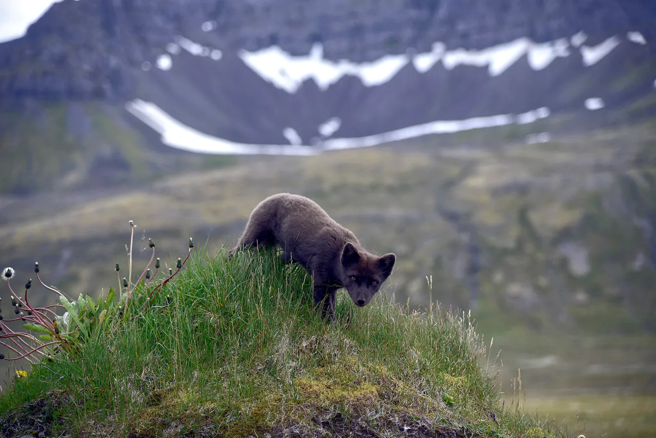 2015_08_15_31161_hornstrandir_hloduvik_volpeartica.jpg