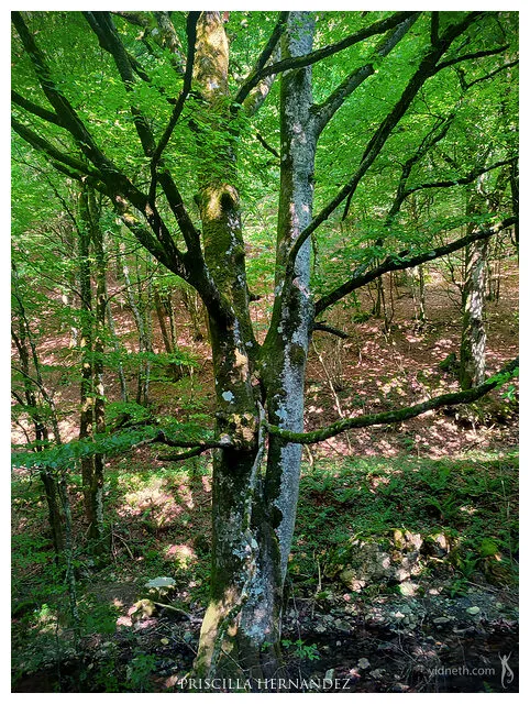 kissing tree -640- by Priscilla Hernandez.jpg