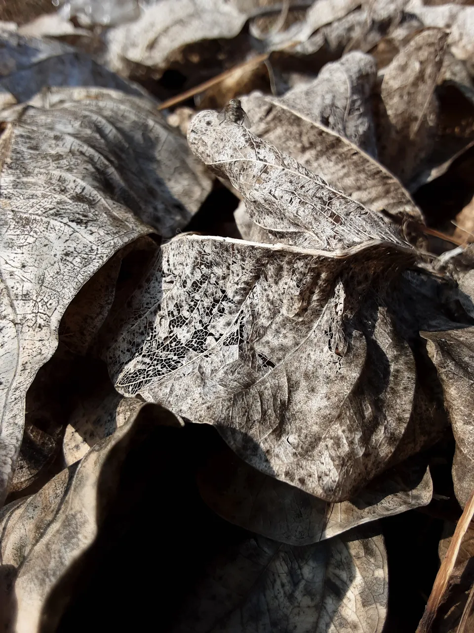 dried-leaves-bulk-symbol-thoughts 20250120_113947.jpg