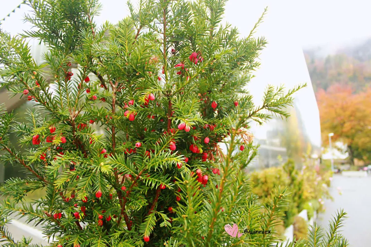 _20200921135955.jpg