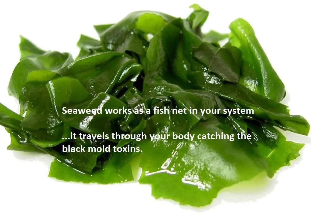 seaweed