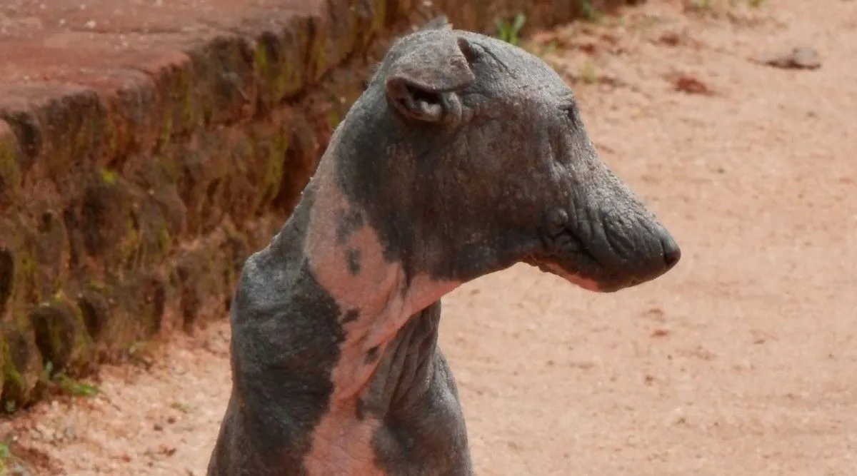 sri-lanka-street-dog-demodex-mange-sigiriya-1.-JPG.jpg