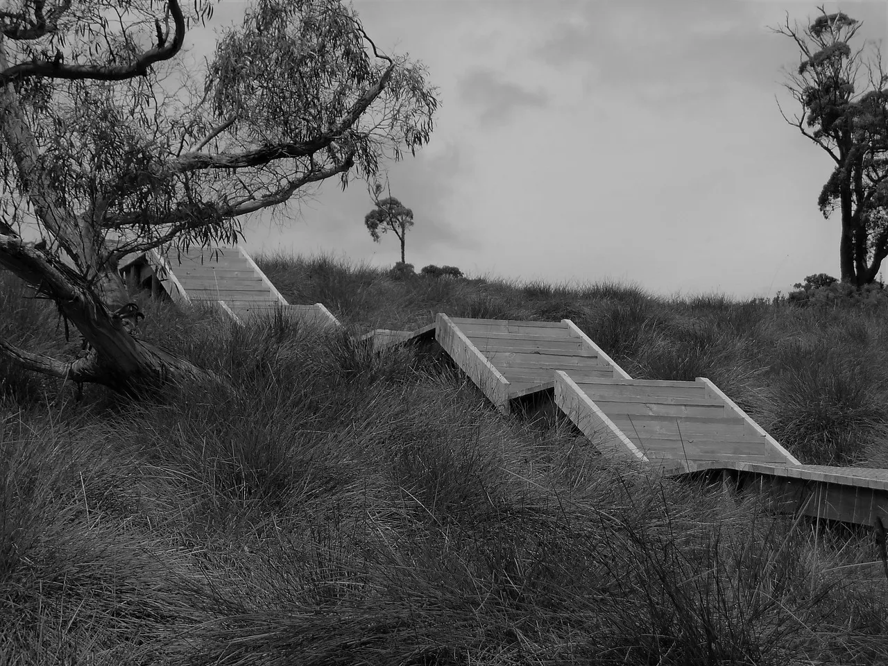 Unfolding Path Cradle Mountain  Tasmania.JPG