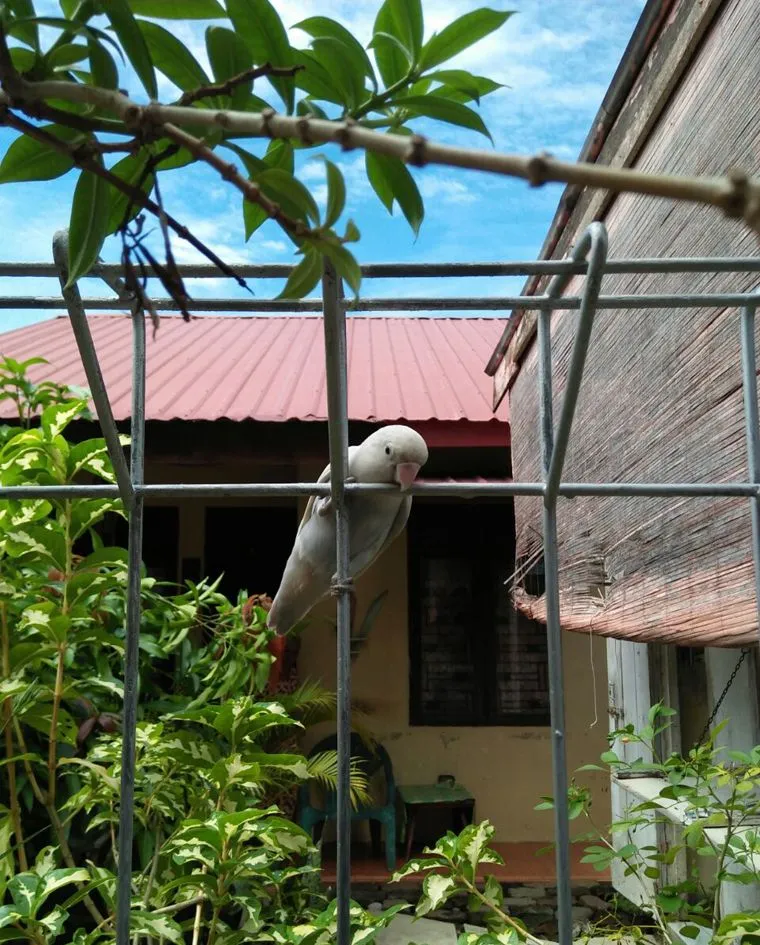 Wow.. Saya Kedatangan Love Bird Albino02.jpg