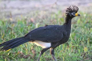 Crax_fasciolata,_Bare-faced_Curassow,I_LHT6311.jpg