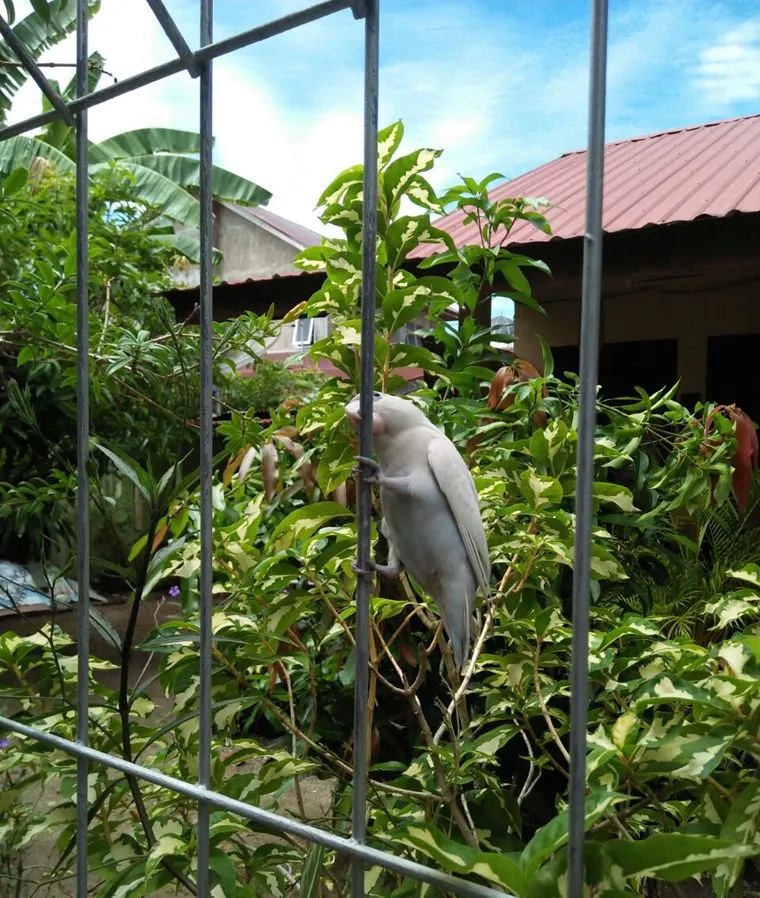 Wow.. Saya Kedatangan Love Bird Albino02.jpg