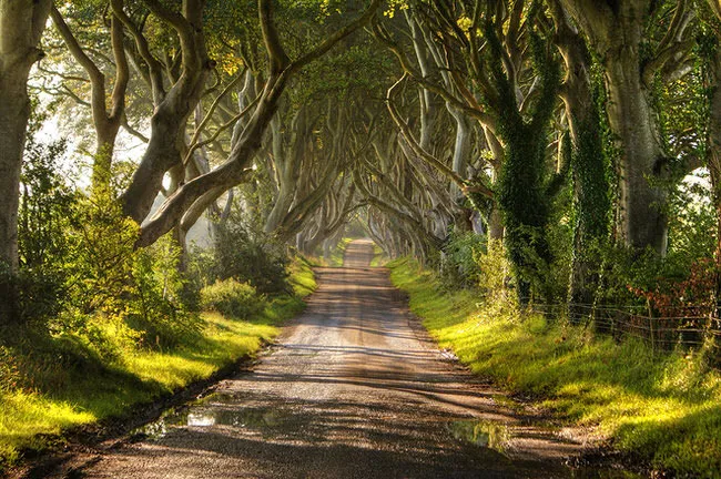 Dark-Hedges-along-Bregagh-Road-in-Northern-Ireland.jpg