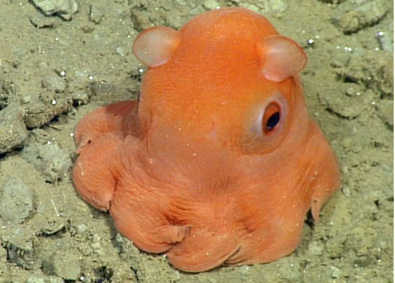 Opisthoteuthis Adorabilis (flapjack octopus).jpg