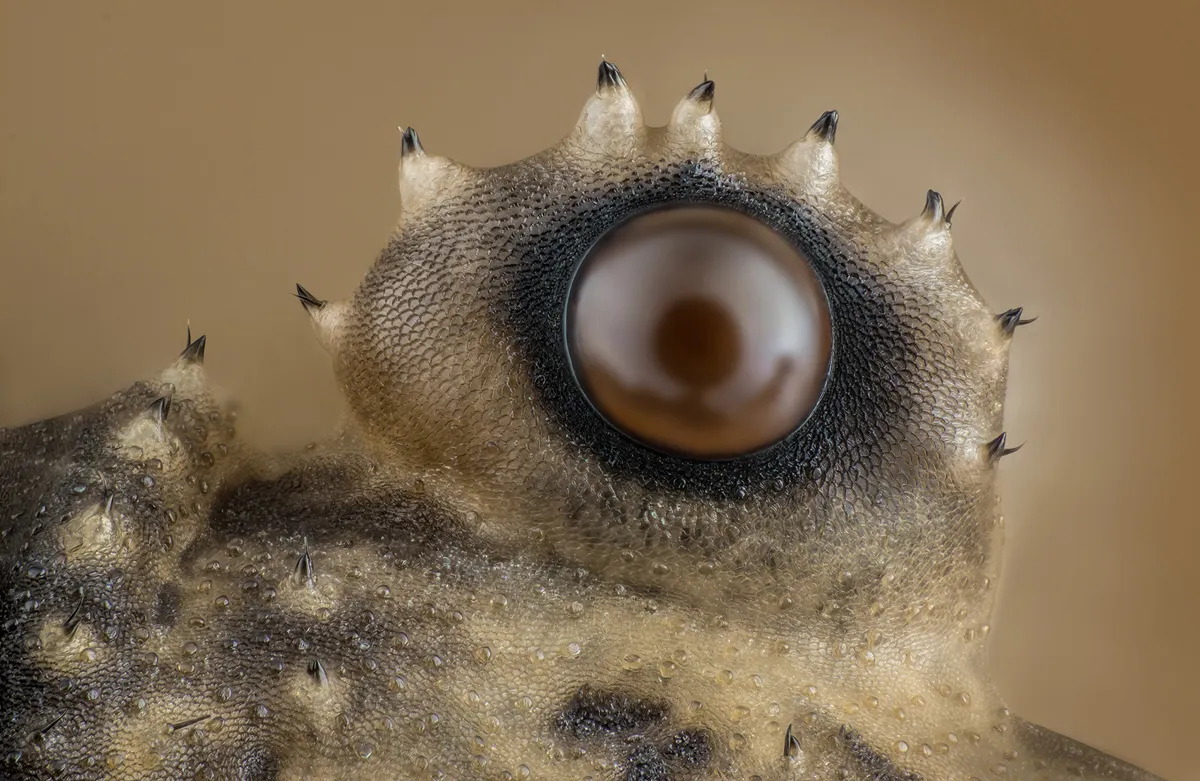 a closeup of the eye of an Opiliones.jpg