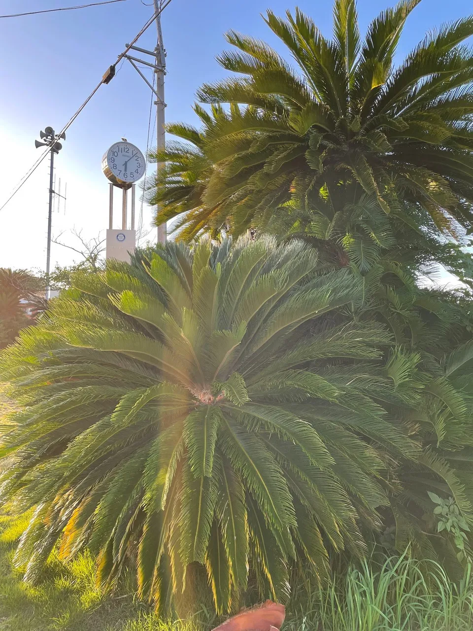 Plants along the road