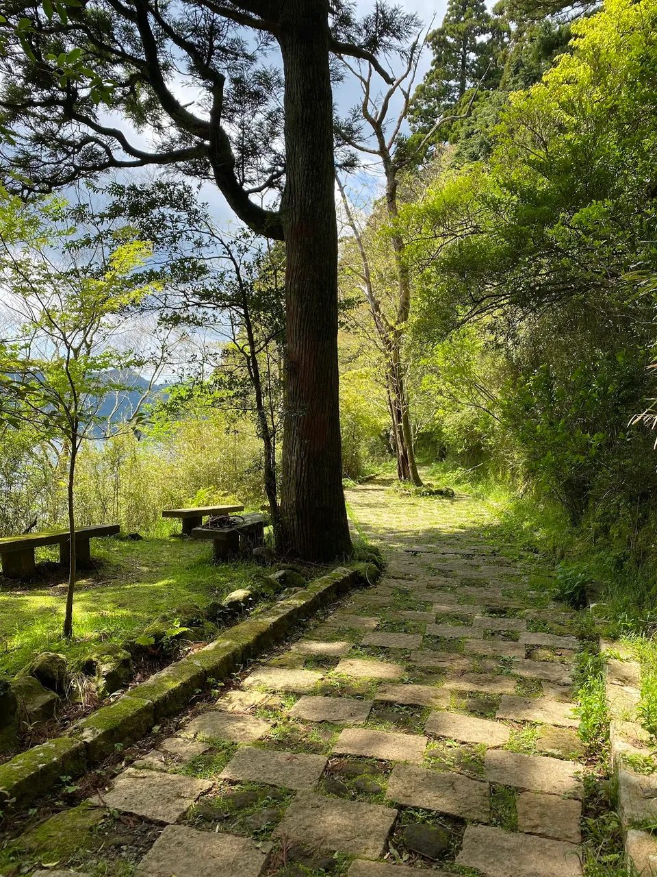 Trees near the lake