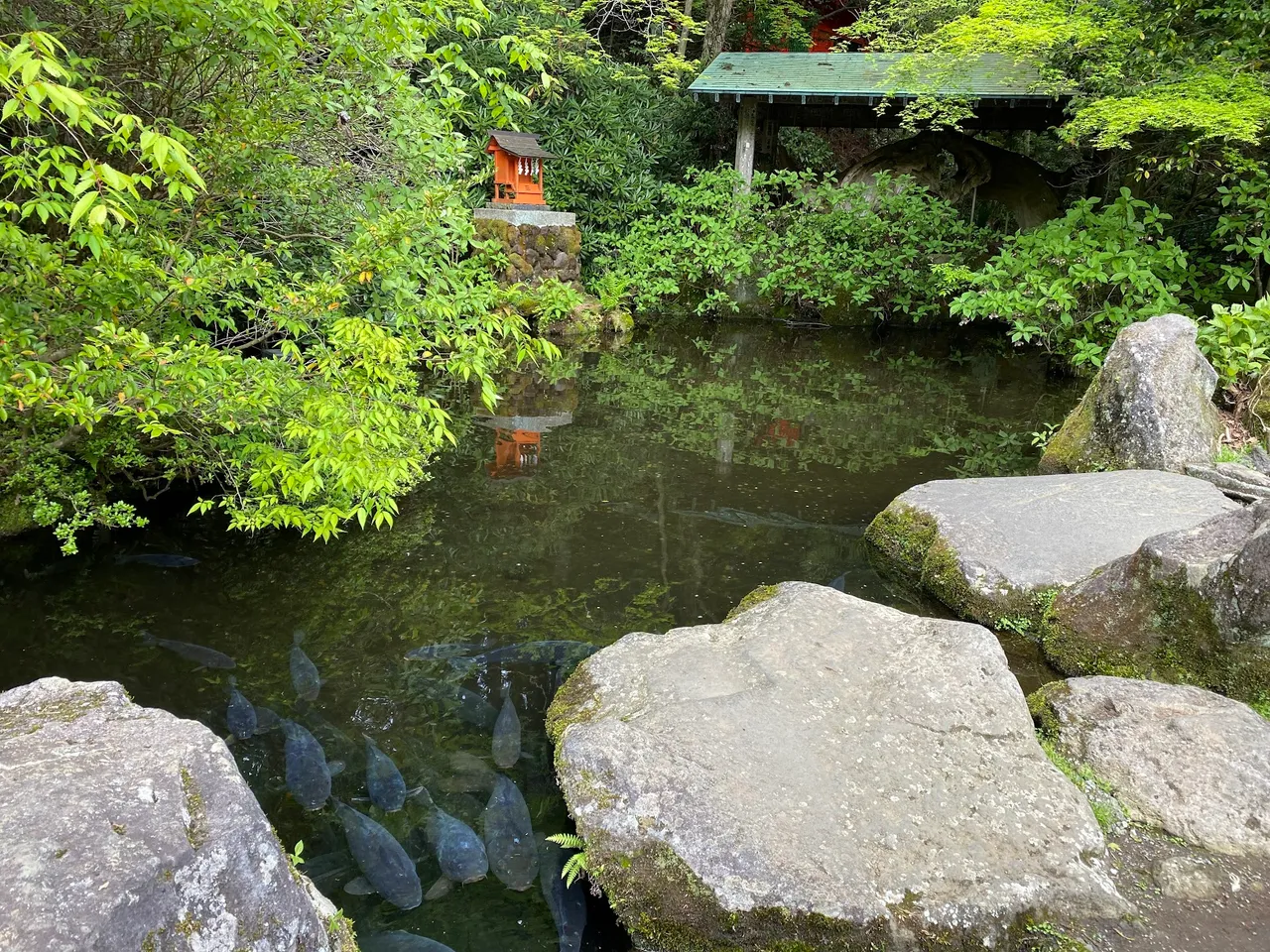 Lots of koi