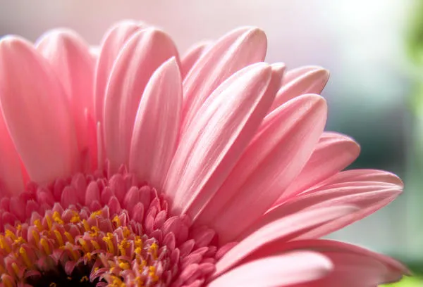 Flower macro