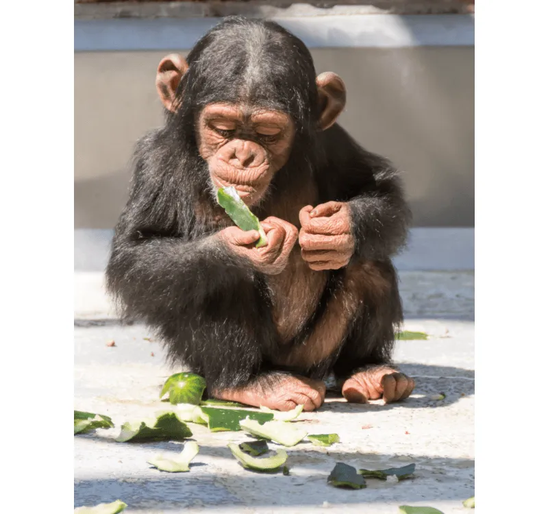 Chimp.png