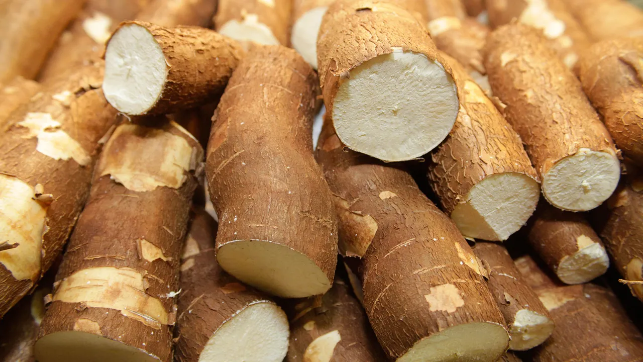 yuca1.jpg