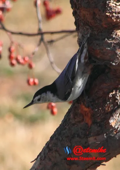 White-breasted Nuthatch PFW09.jpg