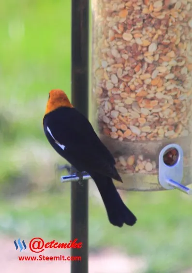 Yellow-headed Blackbird PFW09.jpg
