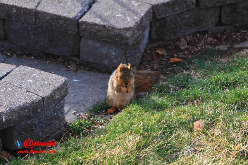 squirrel PFW49.jpg