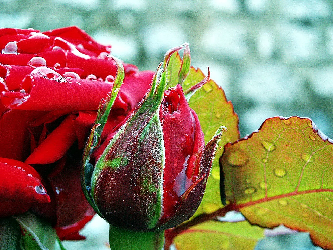 https://s26.postimg.cc/bl124hrpz/roses2.jpg