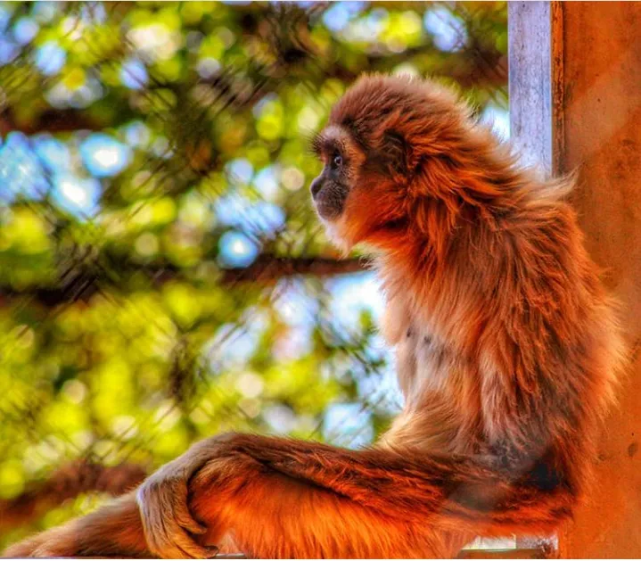 Primate at zoo