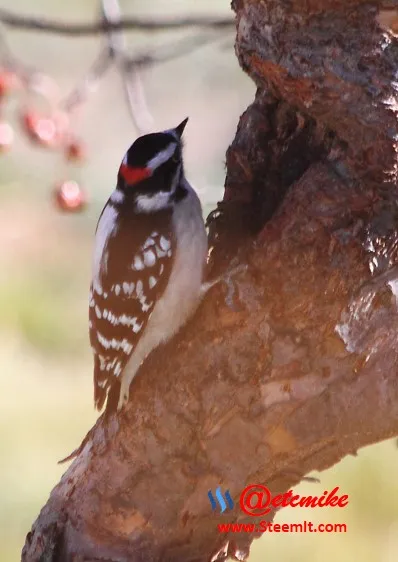 Downy Woodpecker PFW11.jpg