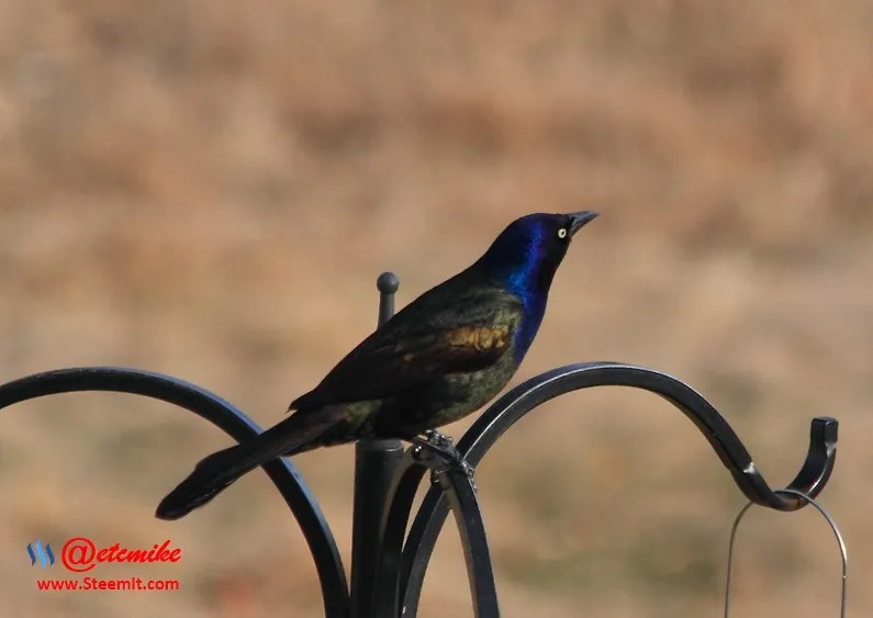 Common Grackle PFW14.jpg