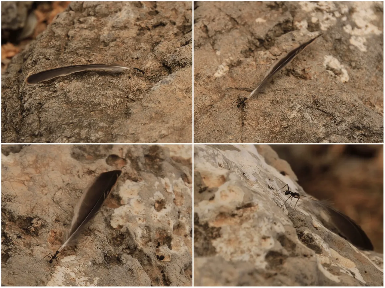 7_ant.jpg