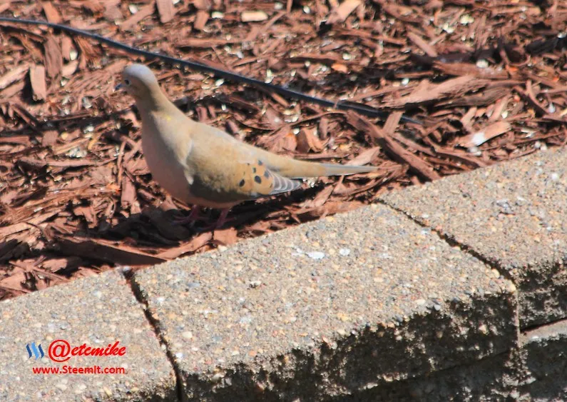 Mourning Dove PFW23.jpg