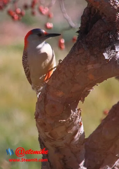 Red-bellied Woodpecker PFW64.jpg