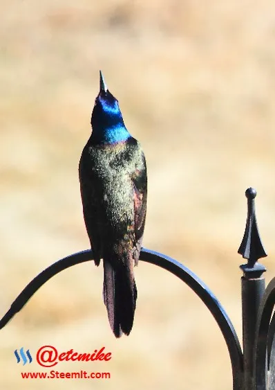 Common Grackle PFW13.jpg