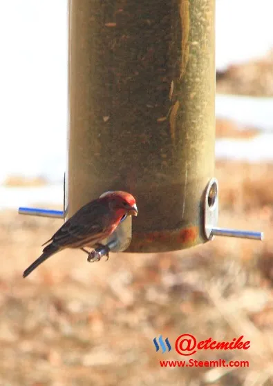 House Finch PFW02.jpg