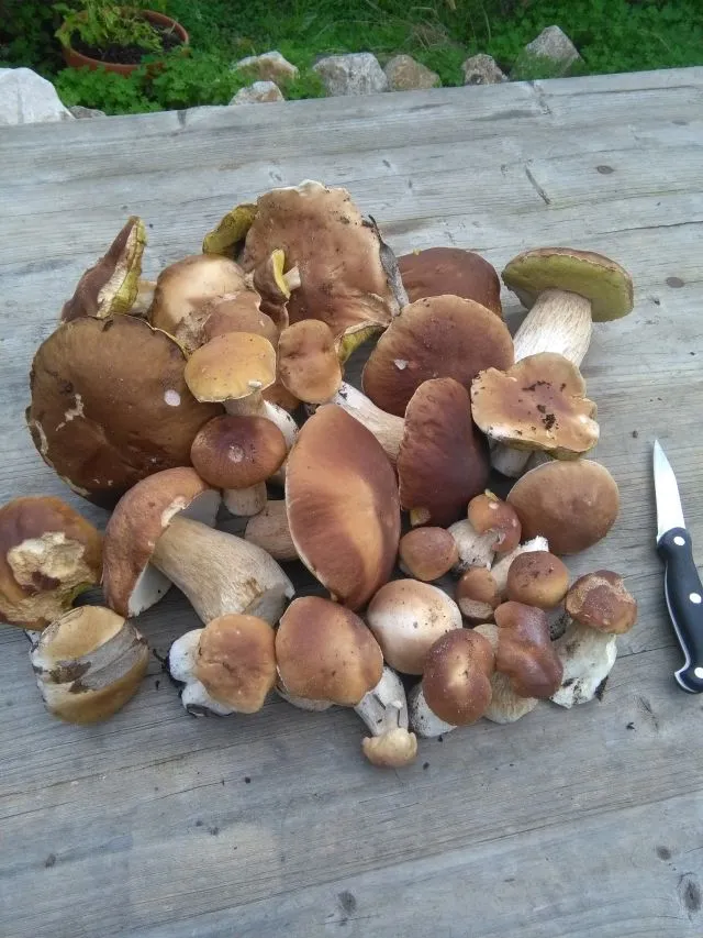 pilz6.jpg