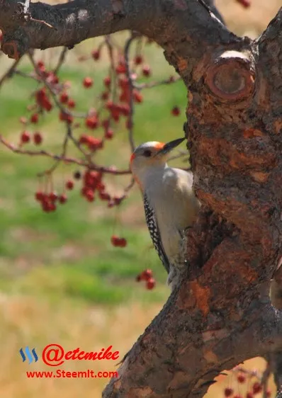 Red-Bellied Woodpecker PFW03.jpg