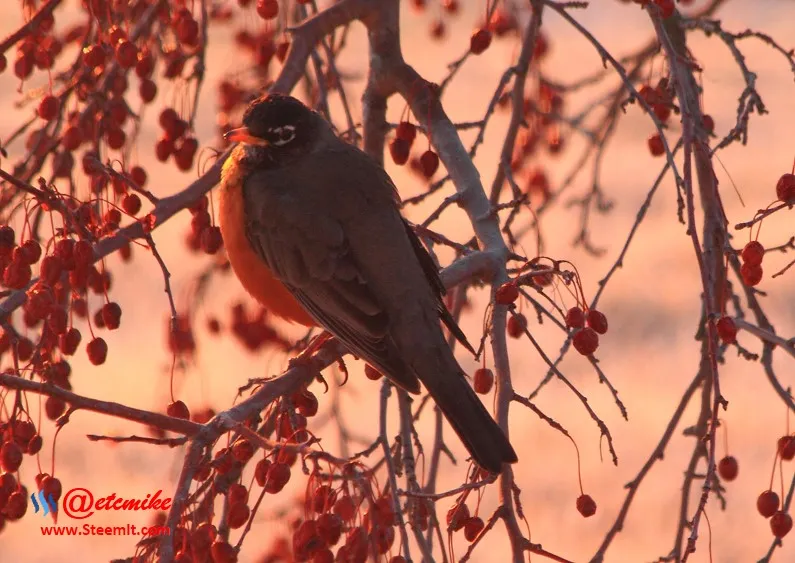 American Robin PFW11.jpg