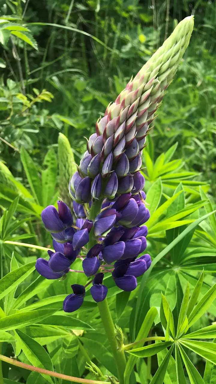 Lupin.jpg