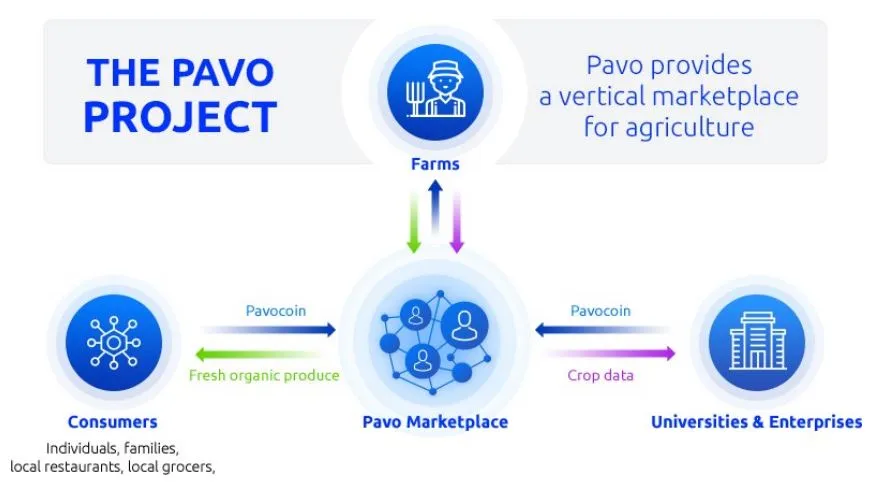 pavo1.JPG