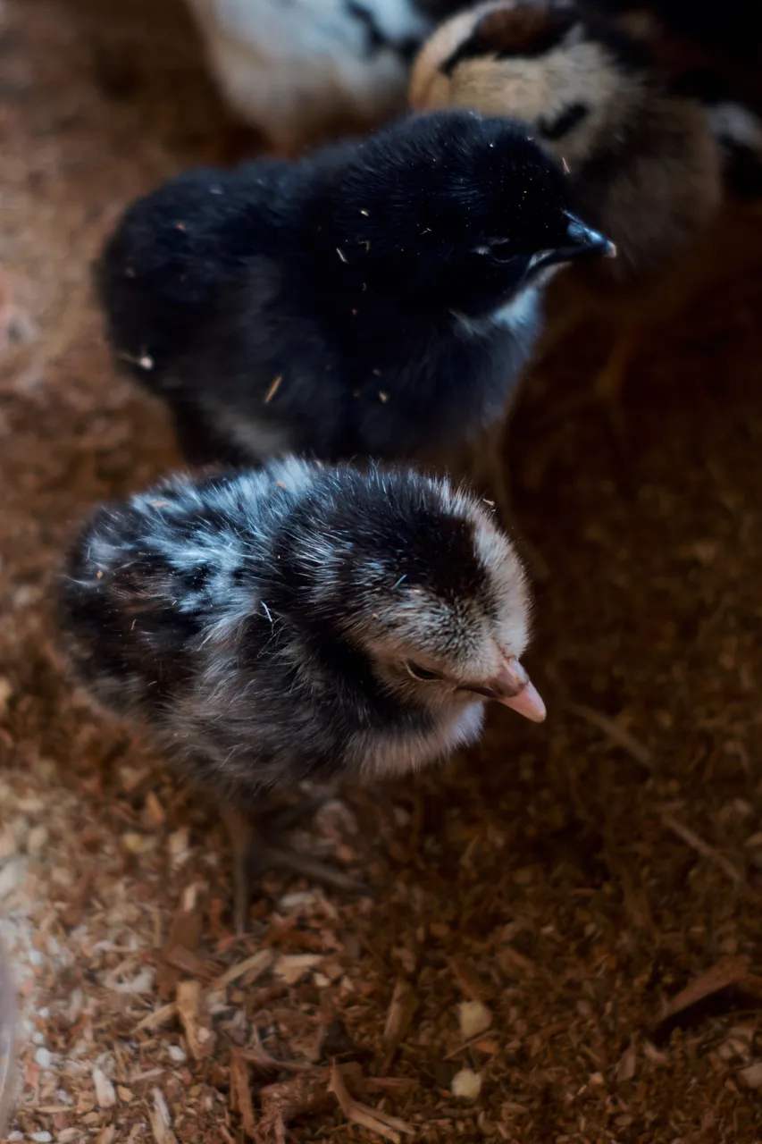 chick.jpg