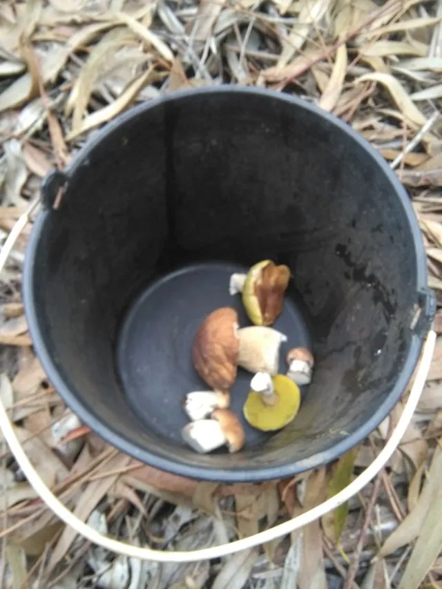 pilz1.jpg