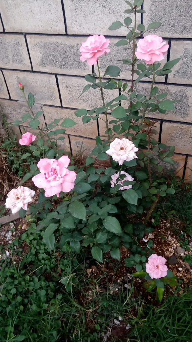roses.jpg