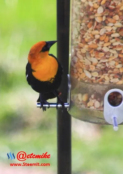 Yellow-headed Blackbird PFW45.jpg