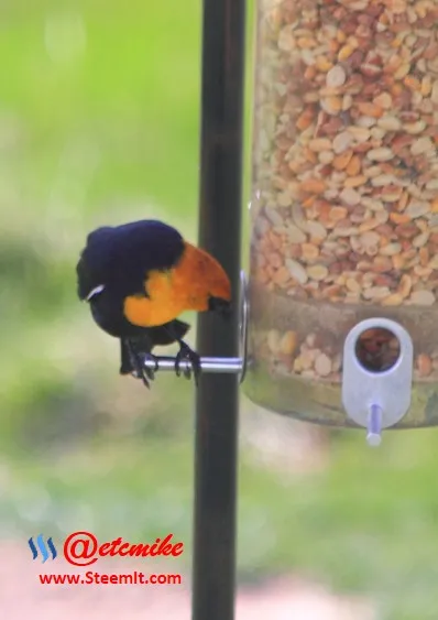 Yellow-headed Blackbird PFW59.jpg