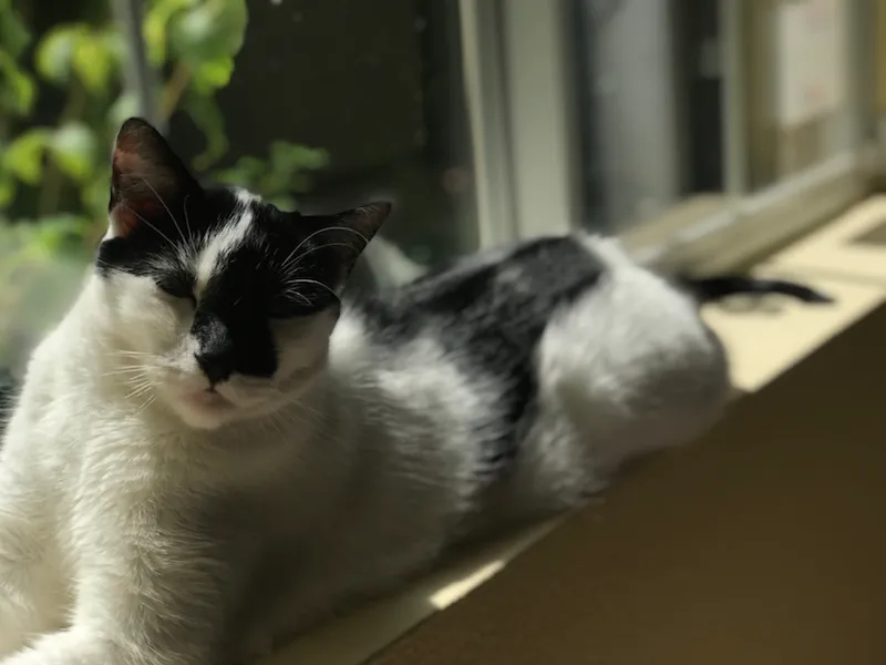 cleo1.jpg